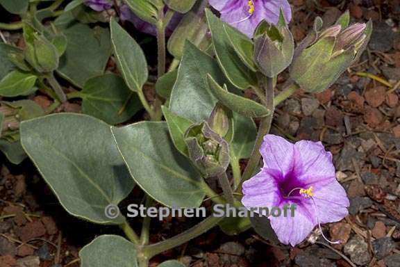 mirabilis multiflora var pubescens 2 graphic